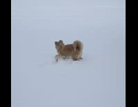 Collab KaleSaladIG - Brown fluffy dog jumps in snow and faceplants, gets snow on face