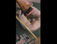 Guy plays instrument for grey cat sleeping