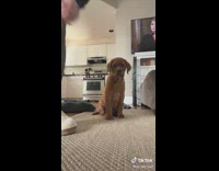 Labrador retriever puppy curious about cellphone