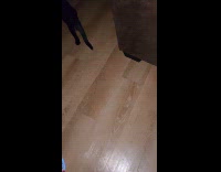 Collab Clips_MPUGC2 - Black cats chasing cockroach