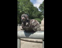 Black white bird sits metal railing park