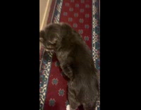 Cat gestures at human to follow him 