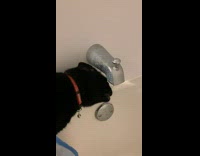 Cat Licks off Water Leak from Sink