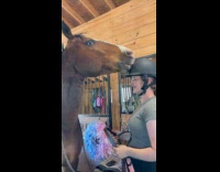 Horse being cheeky doesnt want to wear bridle