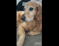 Dog chews doorknob gets out house