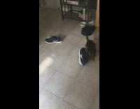tiny black brown dog runs away with black shoe