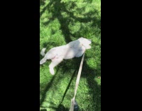 White dog as puppy vs now 