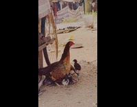 Mother chicken sits by bicycle with chicks 