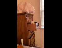 White cat on dresser looks inside drawer 
