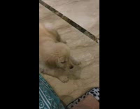 Golden retriever puppy dog barks girl naughty 