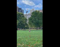 Guy plays ball at the park alone daytime NYC 
