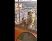 Monkey handed food on the cage grills
