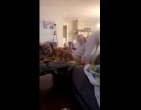 Dog gets mad over dog squeaky toy