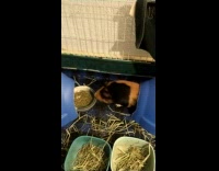 Two guinea pigs pull bowl back and forth