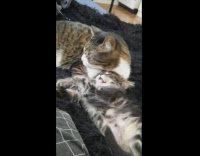 Mom and kitten cuddle 