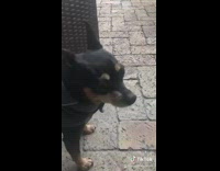 Dog panics Michael scott voice