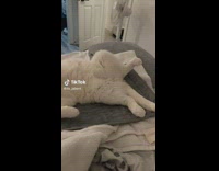 White cat laying on heating pad 