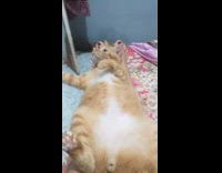 Large cat lie down on filmers leg