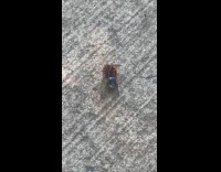 Huge hornet drags cicada carcass on ground