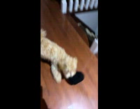 Puppy carrying small purse 