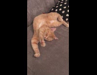 Orange cat unusual superman sleep position couch