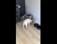 Dog eats from dog food container instead of bowl 