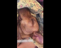 Large brown dog snores while sleeping 