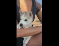 Grey white puppy dog sits lap yawns