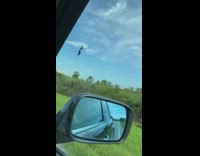 Two bugs at the window of her car while travels