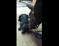 horse licking dog while dog is laying down