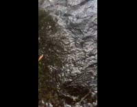 Woman climbs slanted tree fell on river