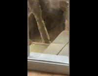 Bird knock on glass window beside door