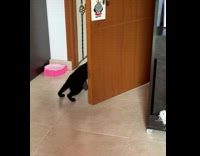 Black cat hides and scares white cat