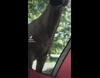 Horse looks directly into tent 