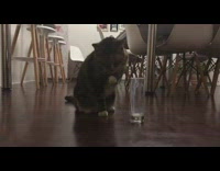 Cat licks paw in glass leftover milk 