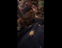 Kitten on bed nervous of rainstorm outside