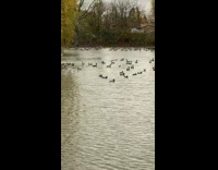 Raft of ducks floats and swim on the park river