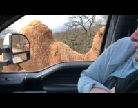 Camel scares the woman with its tongue