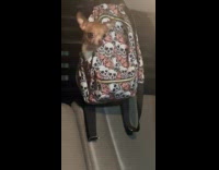 Chihuahua in a backpack hanging on cars ceiling 