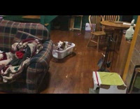 Dog jumps in empty laundry basket