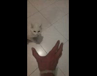 White kitten jumps into hand 