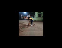 Dog bite hold leash of other dog