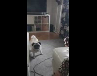 Pug barks at moving monkey toy 