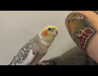 Pet bird loves and sings in front of the tattoo of itself