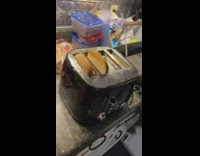 Pet cat gets surprised with the toast in the toaster