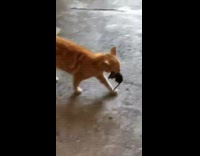 Orange cat bring dead rat front door