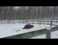 Horse in purple sweater rolls in snow