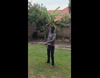 Collab DailyDoseOfInternet - Man cut bamboo sugar cane wood machete