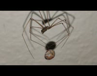 Spider wrap around ladybug with its web