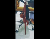 Orange kitten plays with brown monkey toy 